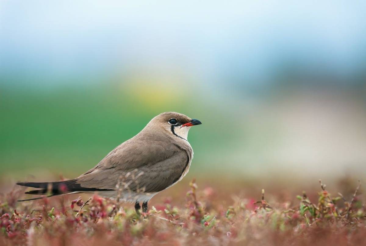 Collared Pratincole Shutterstock 305900735