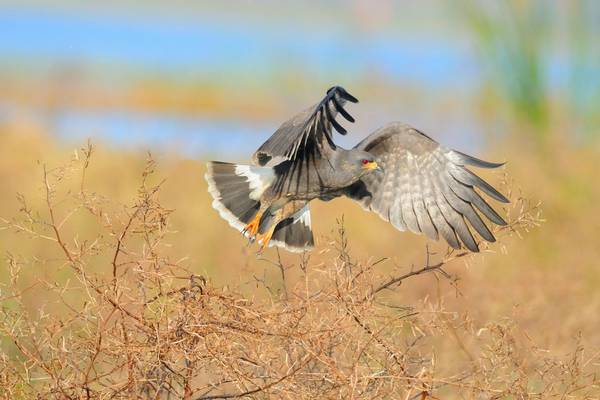 Snail Kite Image