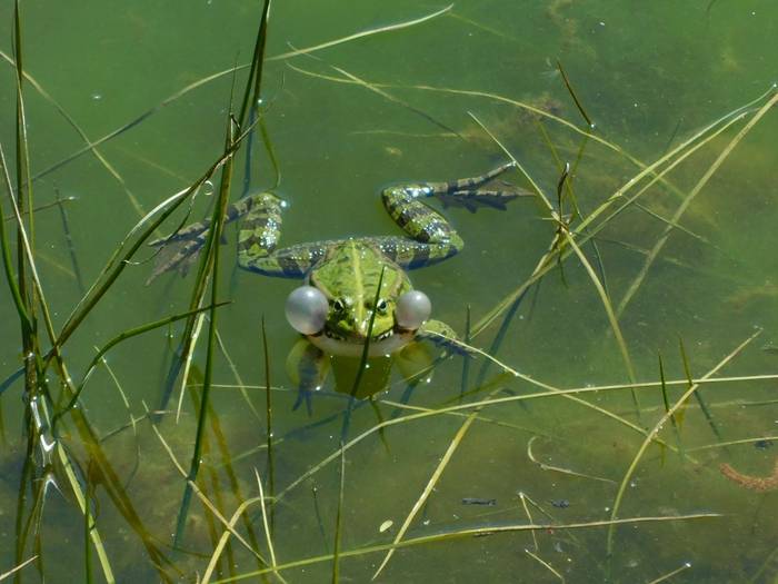 Undiscovered Balkans - Lake Skadar Northern Shores17.jpg