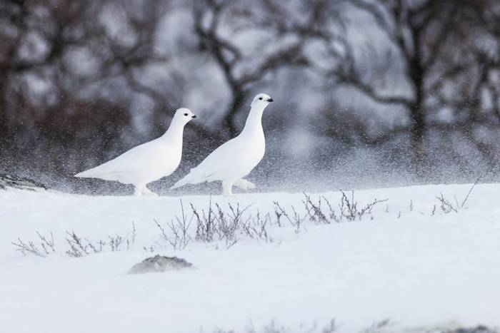 rock ptarmigan (Lagopus muta) in winter, mountains in Norway, Dovrefjell national park
