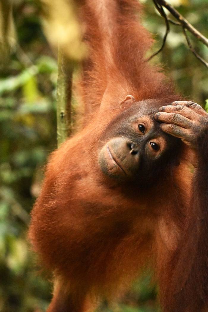 Orangutan (Lesley Hawkins)