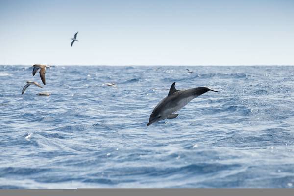 Young Spotted Dolphin, shearwaters, Madeira shutterstock_716046517.jpg