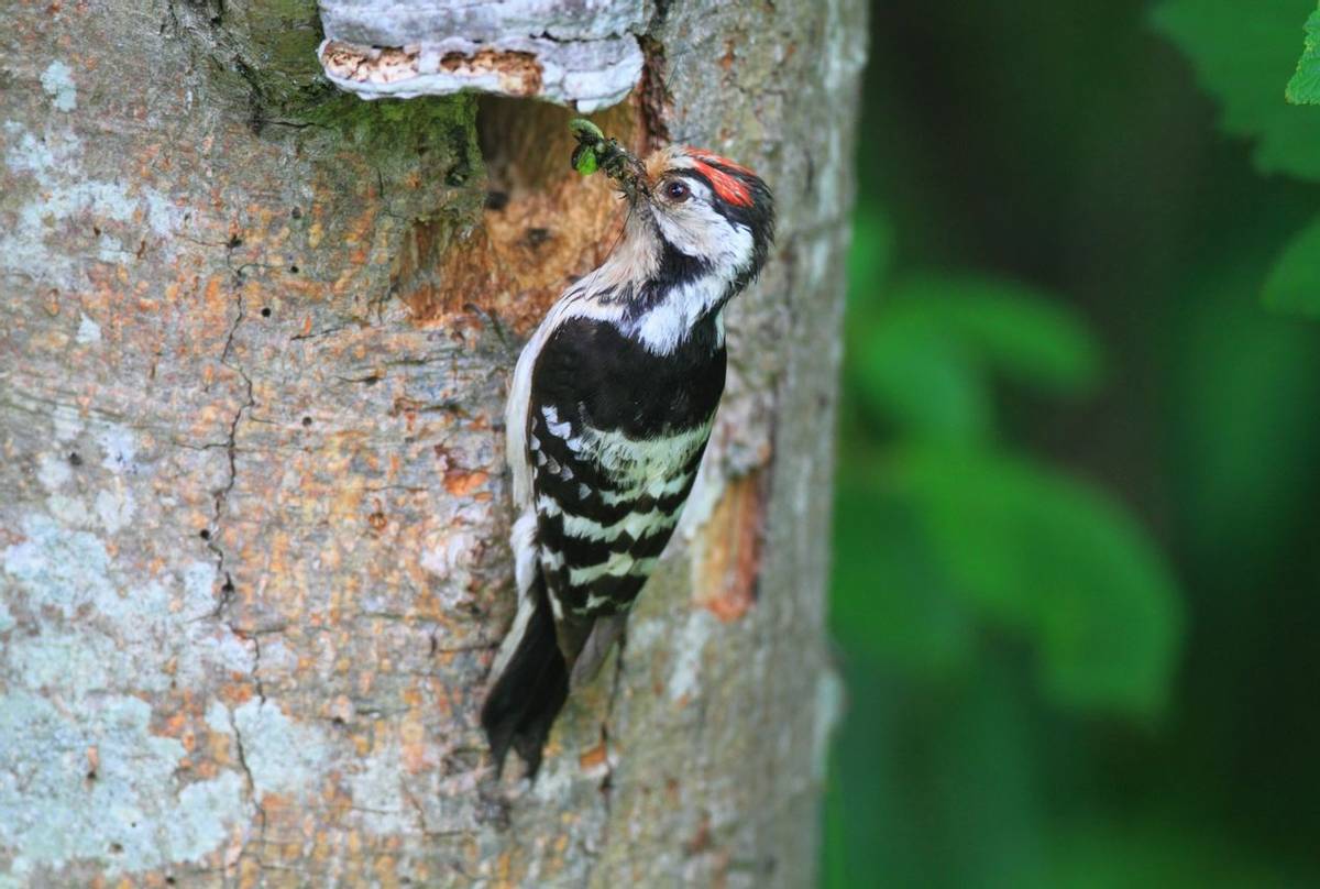 Lesser Spotted Woodpecker Shutterstock 179724269