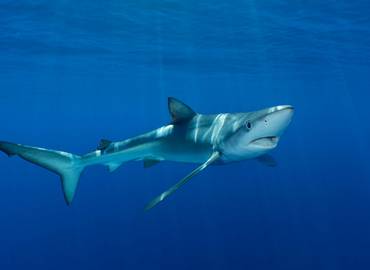 Pembrokeshire - Blue Sharks of the Celtic Deep (Day Trip)