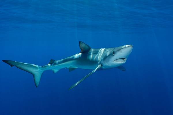 Blue Shark