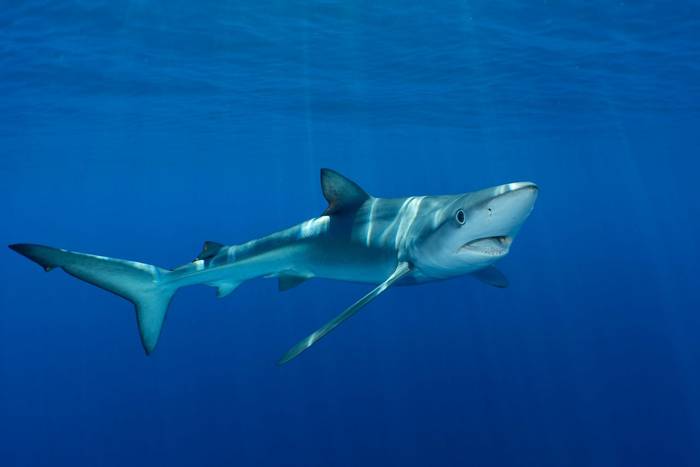 Blue Shark shutterstock_1818438695.jpg