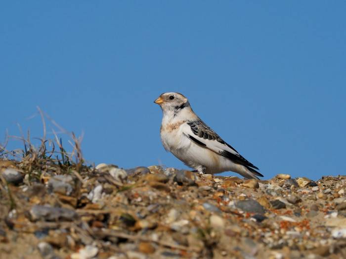 Snow Bunting shutterstock_1042696336.jpg