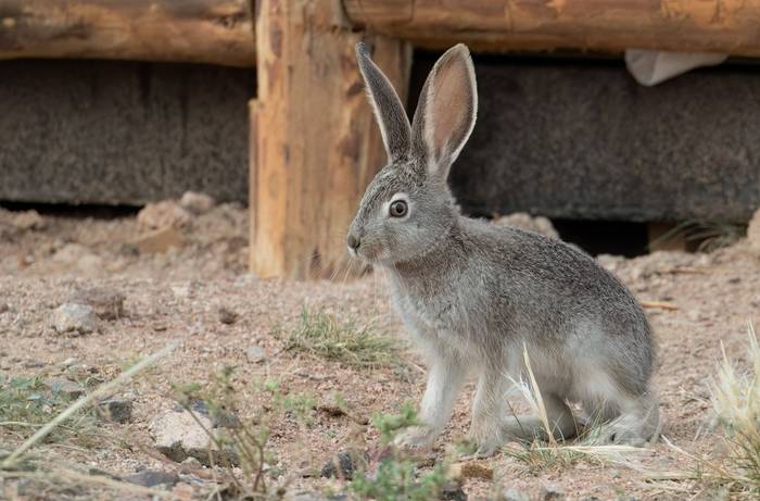 Tolai Hare © Chris Griffin, May 2025
