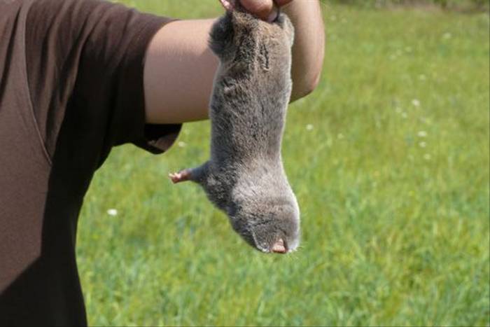 Lesser Mole Rat caught by researchers (Roy Taylor)