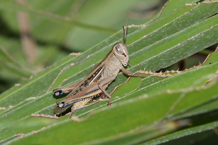 Lamenting Grasshopper © Luca Boscain