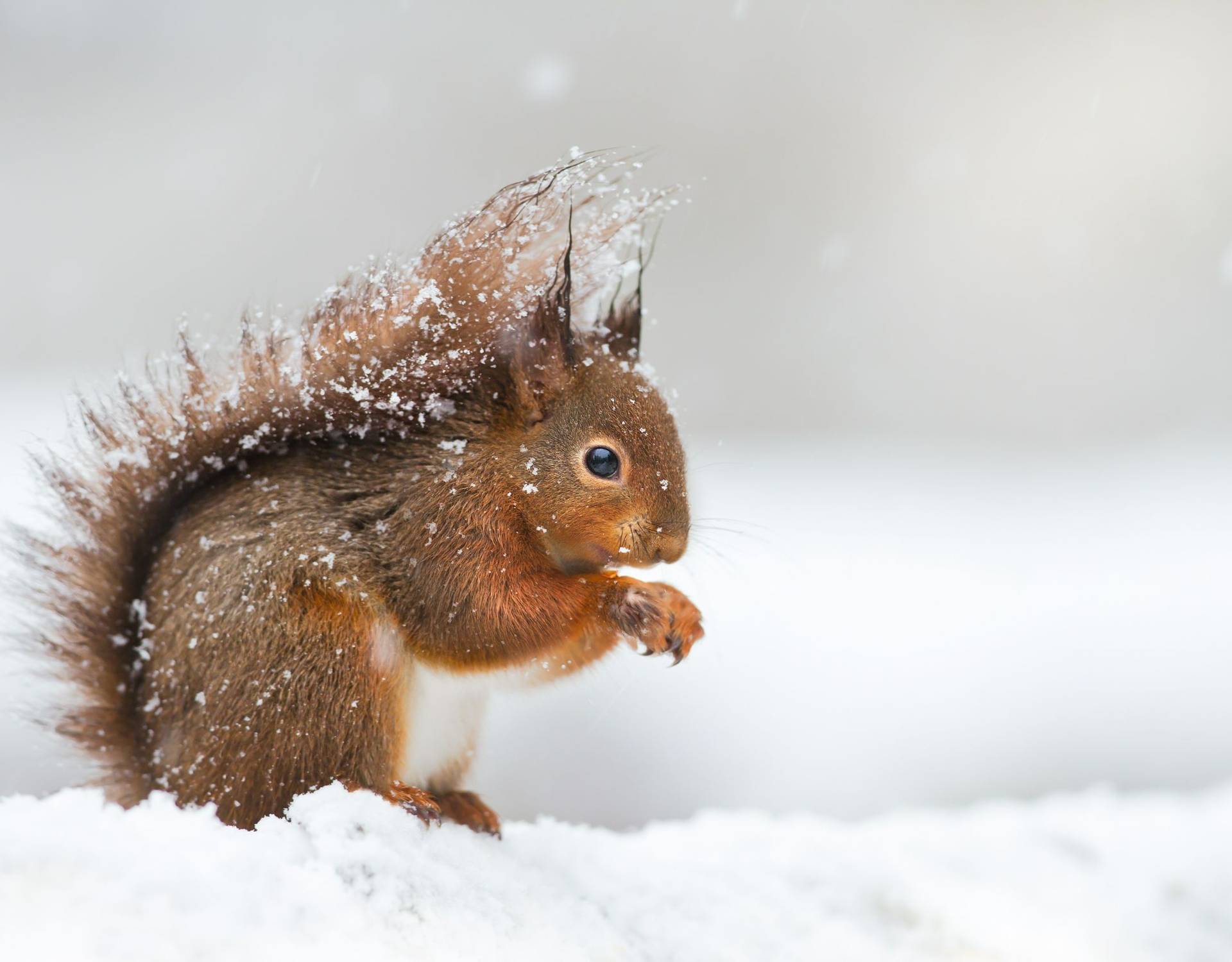 Red Squirrel Image