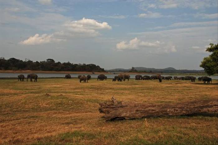 One of Minneriya's larger herds of Elephants (Thomas Mills)