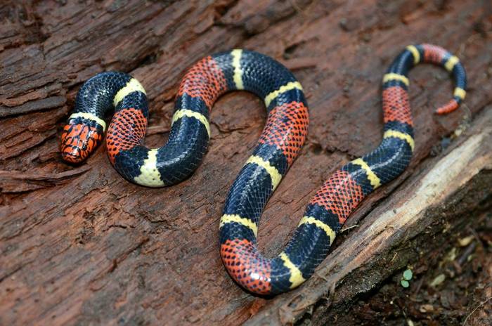 Aquatic Coral Snake (Micrurus surinamensis)