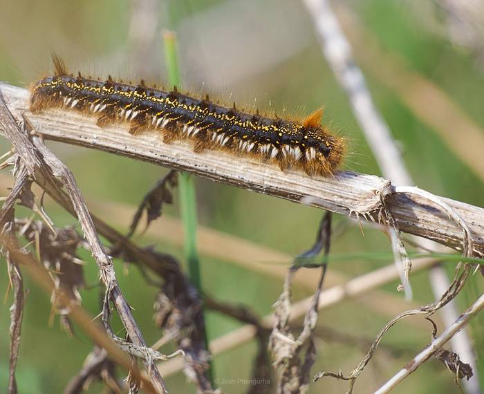 Drinker Moth Caterpillar, Josh Phangurha