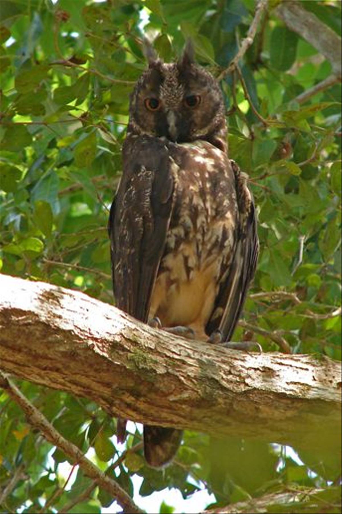 Stygian Owl, Cuba (A Kirkonell)