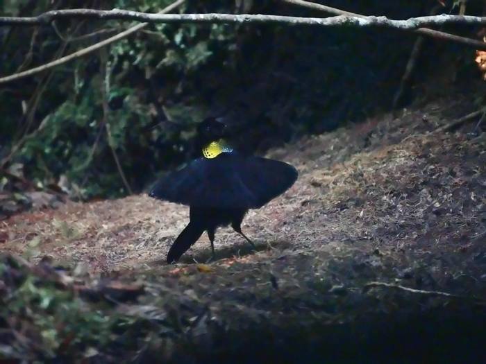 Western Parotia by Peter Stephens.JPG