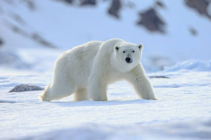 Polar Bear shutterstock_630373091.jpg