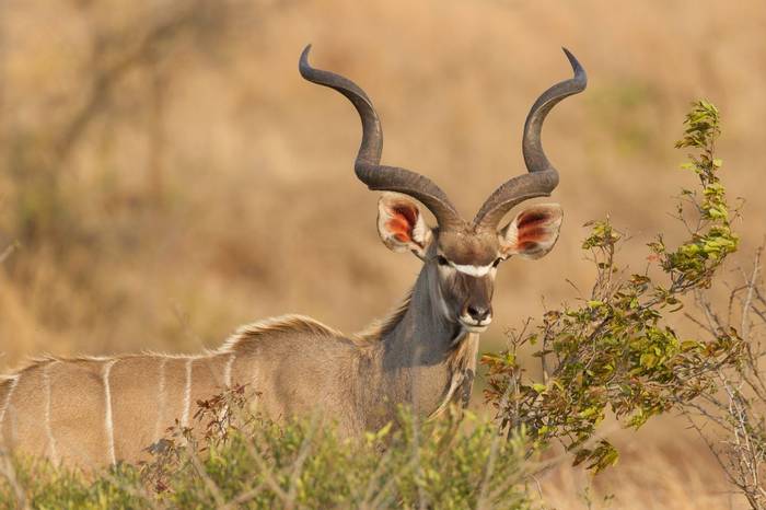 Greater Kudu (Andrew Griffin)