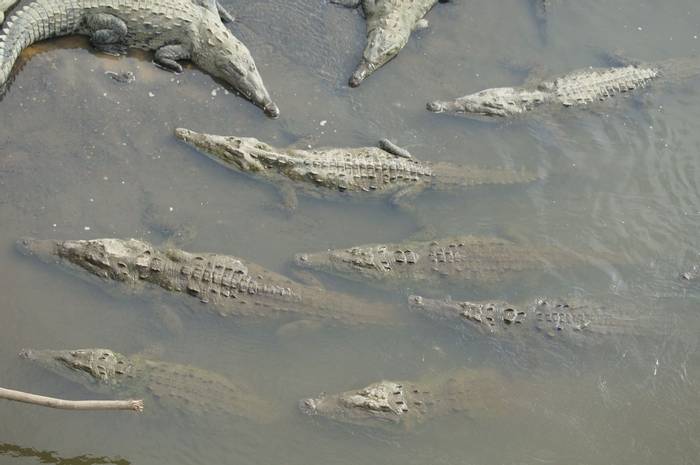 American crocodiles (Brian West)