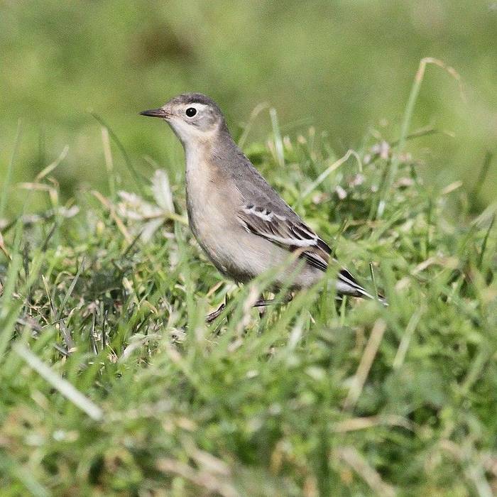 Fair Isle citrine_wagtail1 Ian Andrews.jpg