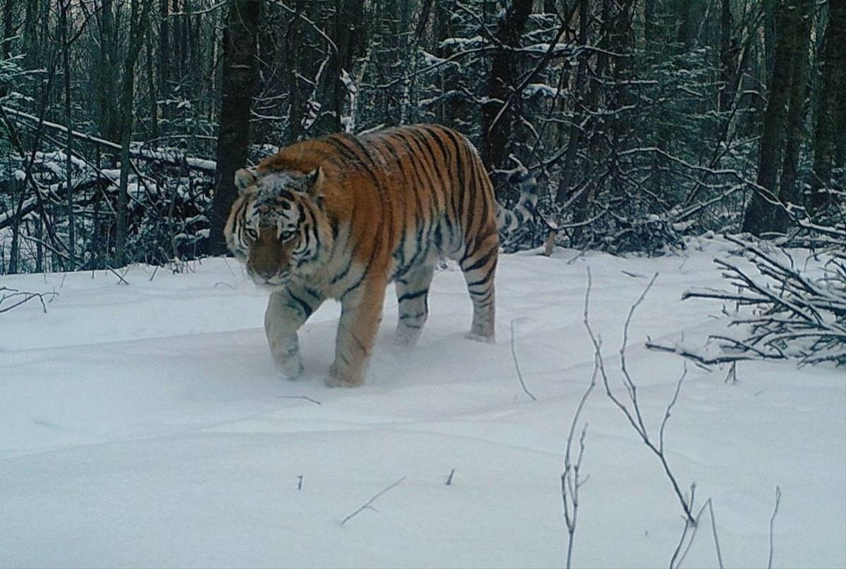 Camera Trap Photo Of Siberian Tiger