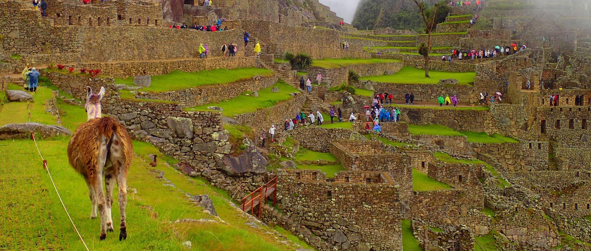 Llama At The Terraces In Machu Picchu