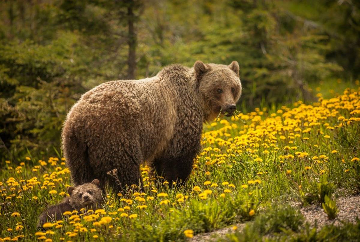 Grizzly Bear Canada shutterstock_1285407784.jpg