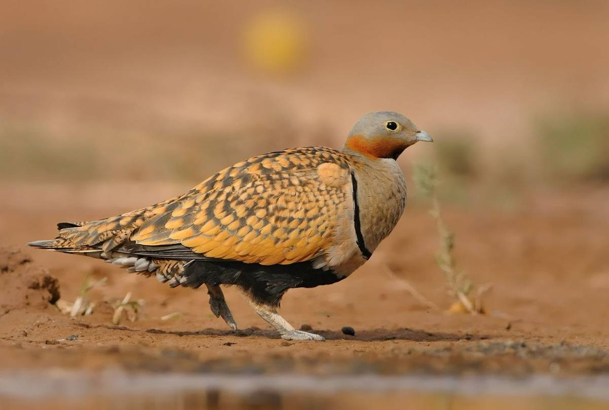 Black-bellied Sandgrouse shutterstock_706754698.jpg