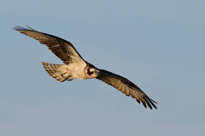 Osprey