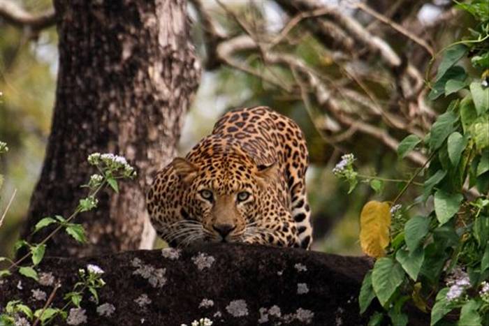 Leopard, Nagarahole