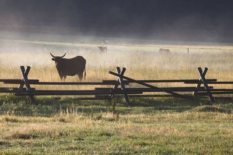 ranch-rock-creek-signature-images-Cow-Herd.jpg