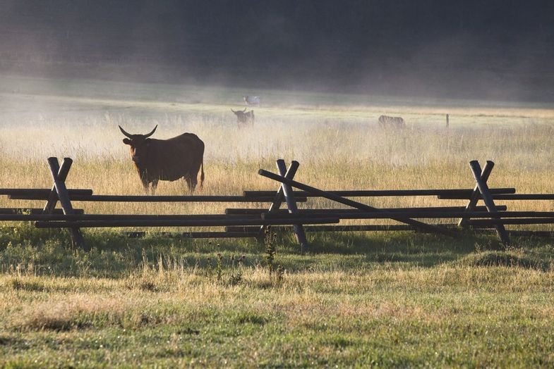 ranch-rock-creek-signature-images-Cow-Herd.jpg