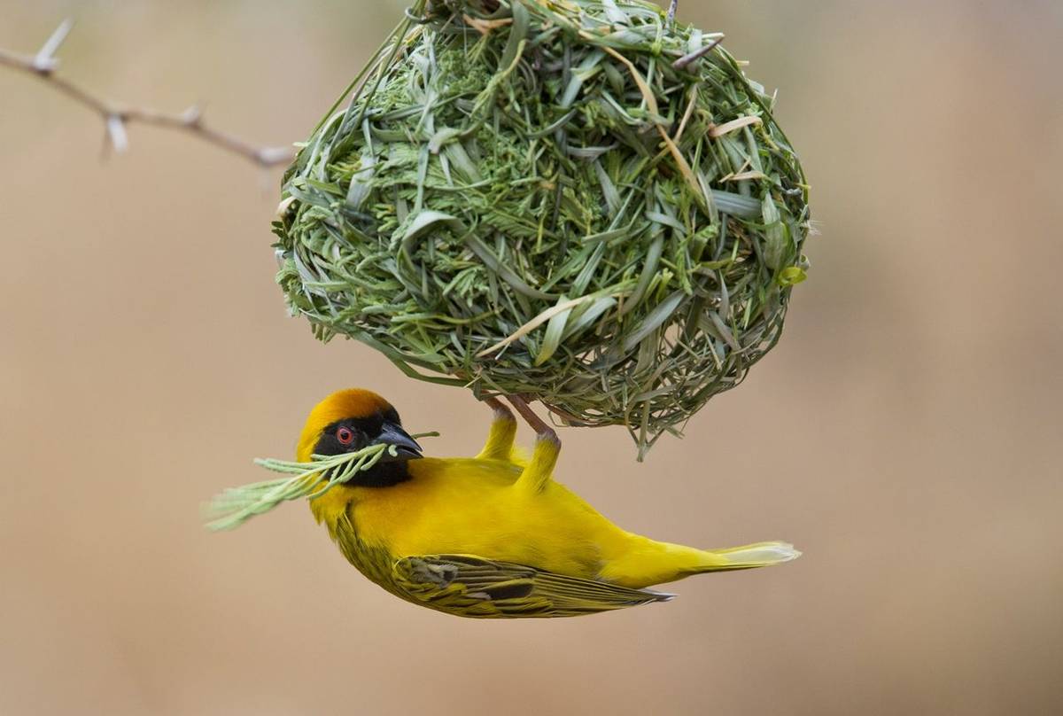 Southern Masked Weaver (Simon Shore)
