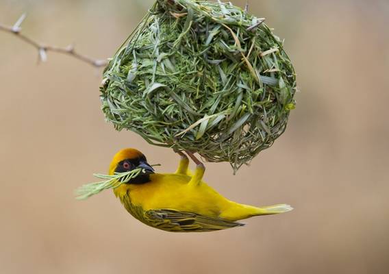 Southern Masked Weaver (Simon Shore)