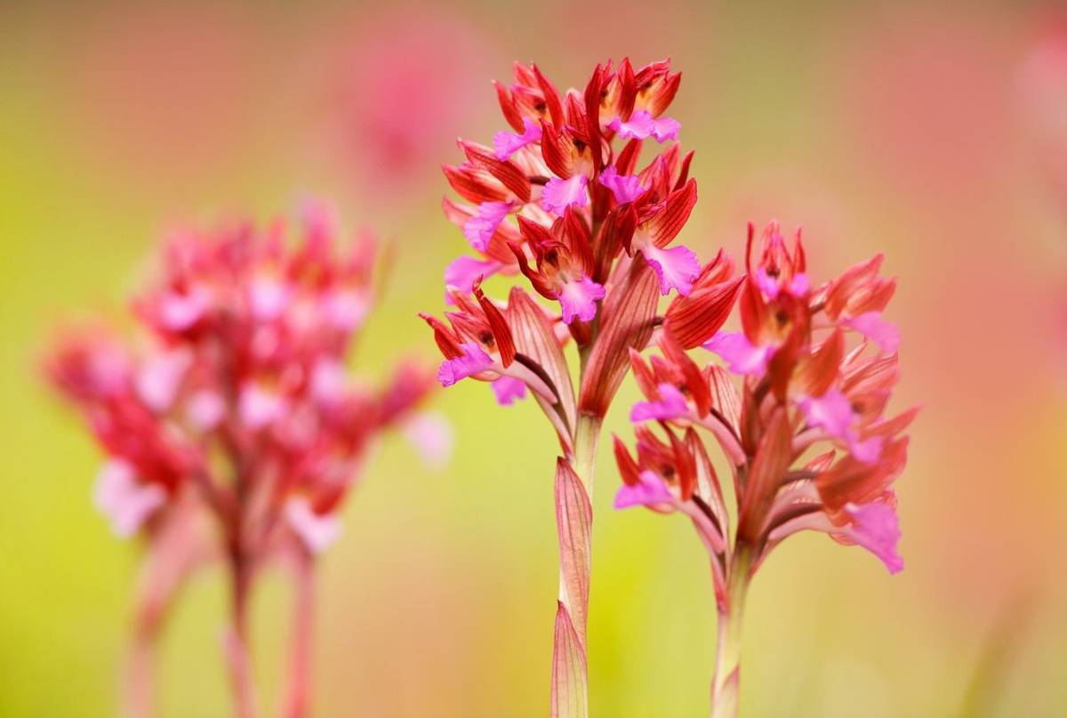Pink Butterfly Orchid