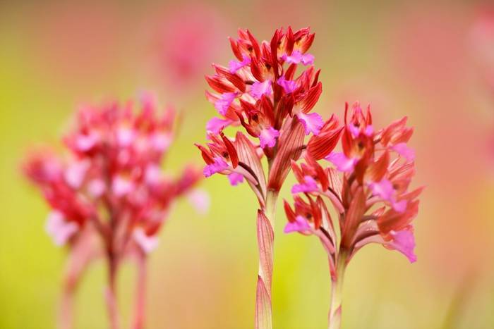 Pink Butterfly Orchid