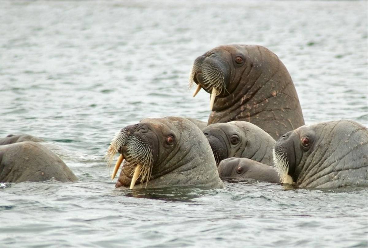Walrus Storoya.jpg