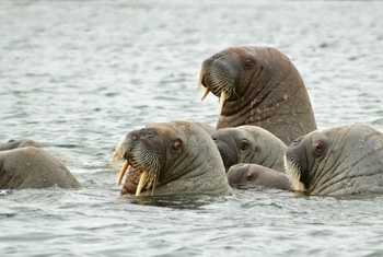 Walrus Storoya.jpg