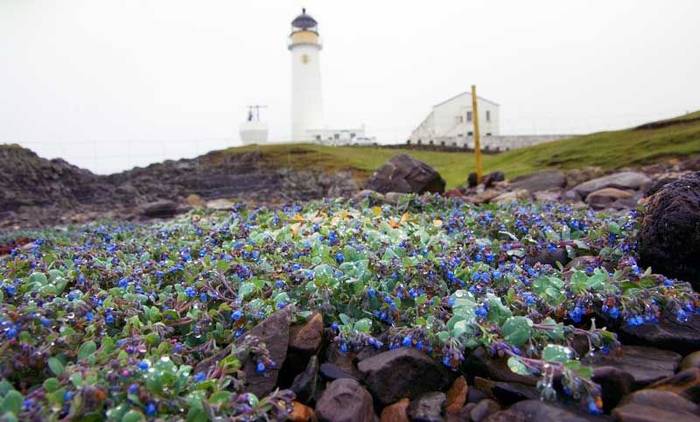 Fair Isle - Osterplant (FIBO).jpg