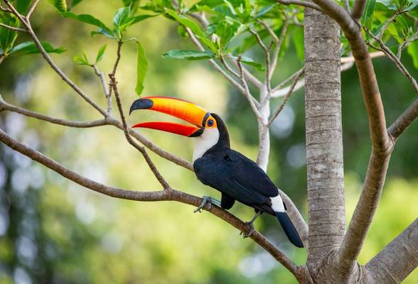 Toco Toucan