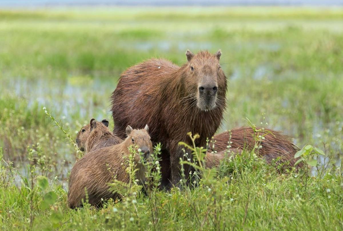 Capybara, Los Llanos, Venezuela Shutterstock 109809473