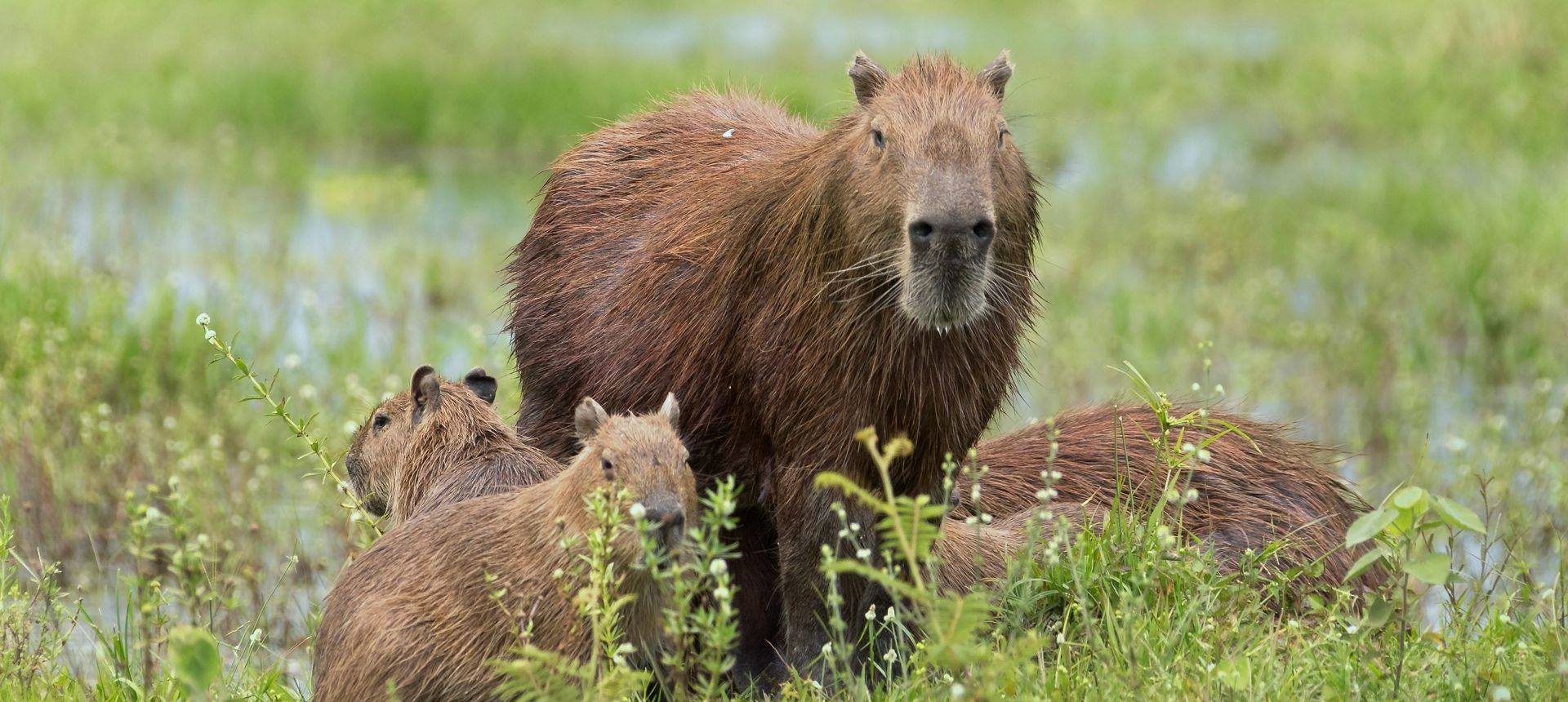 Capybara, Los Llanos, Venezuela Shutterstock 109809473