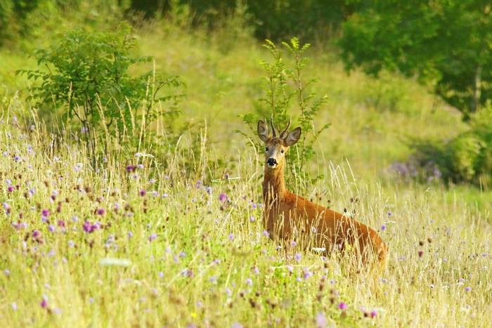 Roe Deer, Rudge Hill Nature Reserve, Cotswolds