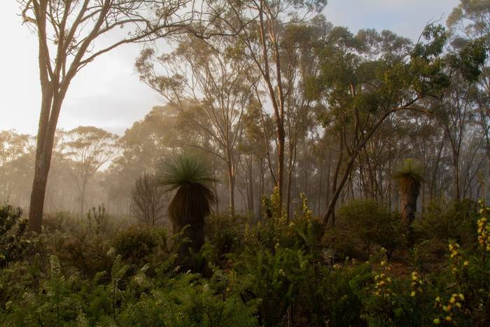 Dryandra Woodland National Park