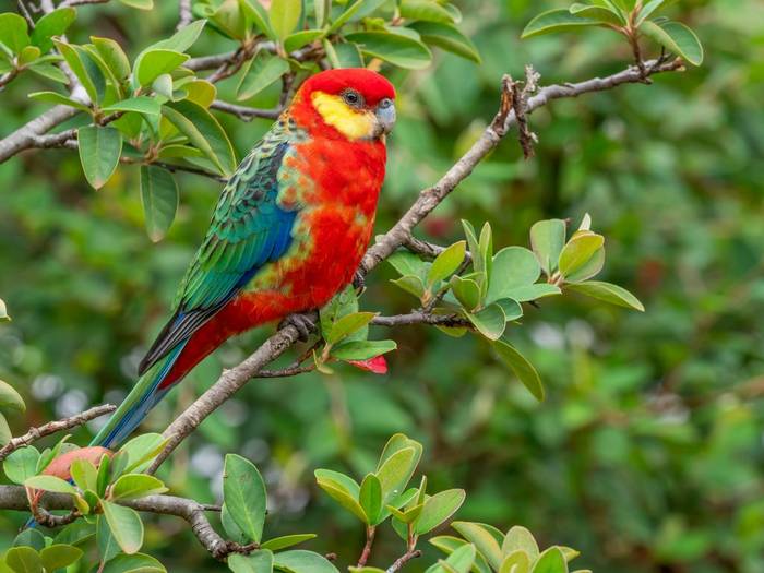 Western Rosella