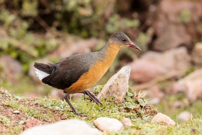 Rouget’s Rail