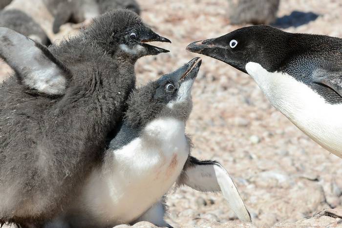 Adelie Penguins - Paulet Island (3).jpg