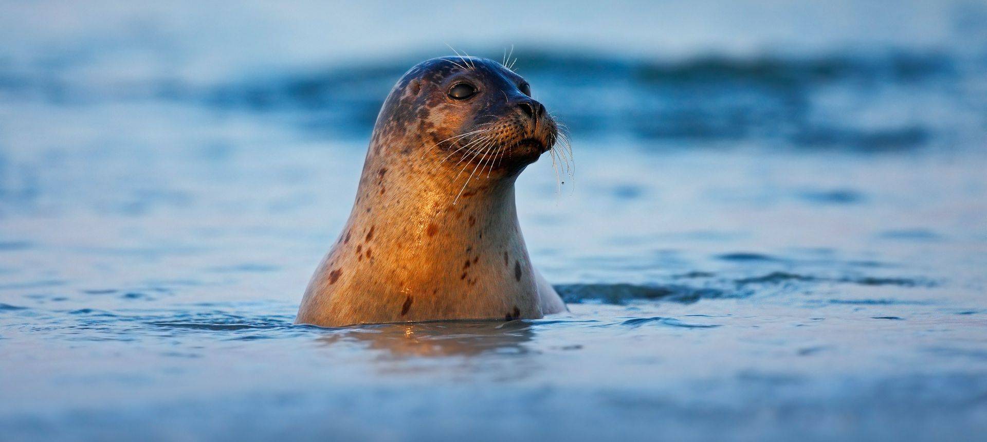 Grey Seal Shutterstock 541733413