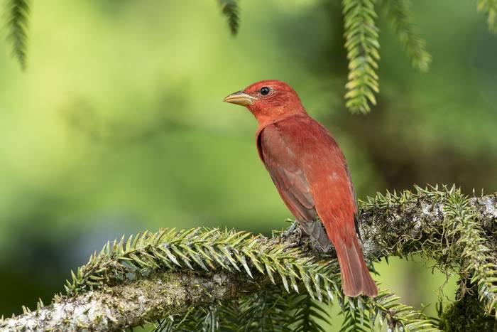 Summer Tanager, Costa Rica, April 2022, KEVIN ELSBY FRPS.jpg