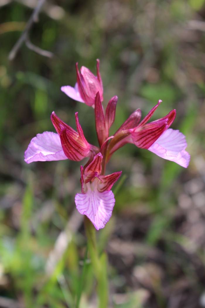 Anacamptis papilionacea subsp. grandiflora © Mr M-A Dakhli